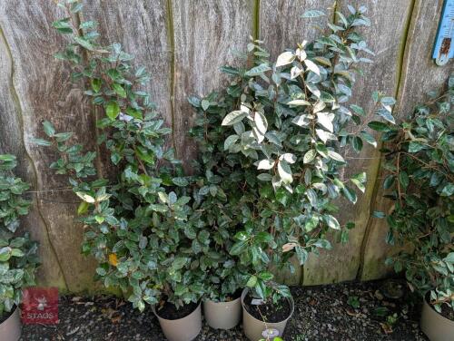3 X ELAEAGNUS X EBBINGEI