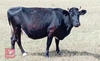 PEDIGREE SHETLAND COW & ANGUS X CALF BIDS FOR THE GROUP