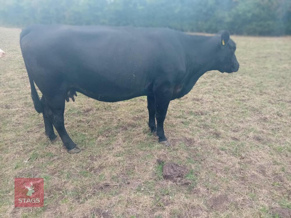 ABERDEEN ANGUS X COW & LIMOUSIN X CALF BIDS FOR THE GROUP