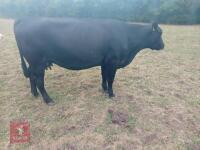 ABERDEEN ANGUS X COW & LIMOUSIN X CALF BIDS FOR THE GROUP