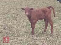 ABERDEEN ANGUS X COW & LIMOUSIN X CALF BIDS FOR THE GROUP - 2
