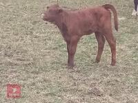 ABERDEEN ANGUS X COW & LIMOUSIN X CALF BIDS FOR THE GROUP - 3