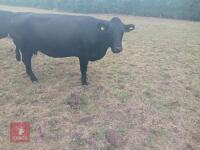 ABERDEEN ANGUS X COW & LIMOUSIN X CALF BIDS FOR THE GROUP - 4