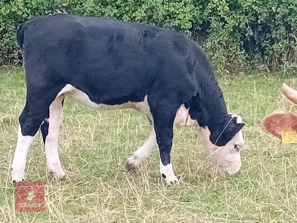 AYRSHIRE X COW & HEREFORD X HEIFER CALF BIDS FOR THE GROUP