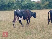 AYRSHIRE X COW & HEREFORD X HEIFER CALF BIDS FOR THE GROUP - 2