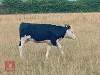 FRIESIAN COW & HEREFORD X HEIFER CALF BIDS FOR THE GROUP