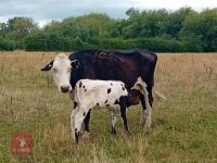 HEREFORD X COW & BRITISH BLUE X CALF BIDS FOR THE GROUP