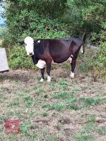 HEREFORD X COW & BRITISH BLUE X CALF BIDS FOR THE GROUP - 2