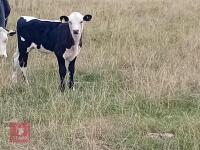 HEREFORD X COW & BRITISH BLUE X CALF BIDS FOR THE GROUP - 3