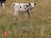 HEREFORD X COW & BRITISH BLUE X CALF BIDS FOR THE GROUP - 2