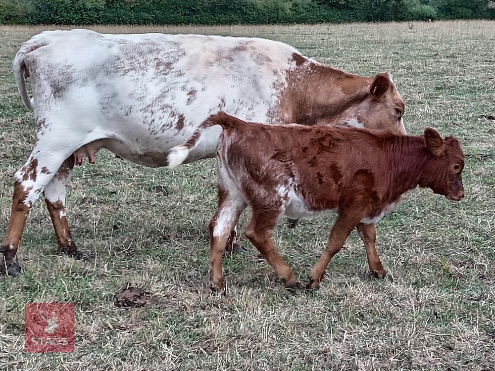 BEEFSHORTHORN X COW & LIMOUSIN X CALF BIDS FOR THE GROUP
