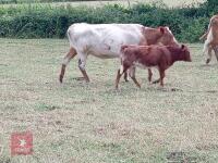 BEEFSHORTHORN X COW & LIMOUSIN X CALF BIDS FOR THE GROUP - 2