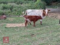 BEEFSHORTHORN X COW & LIMOUSIN X CALF BIDS FOR THE GROUP - 3