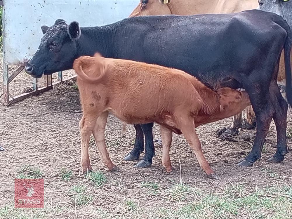BEEFSHORTHORN X HEIFER COW & STEER CALF BIDS FOR THE GROUP