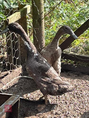 PAIR OF INDIAN RUNNER DUCKS BIDS PER LIFE