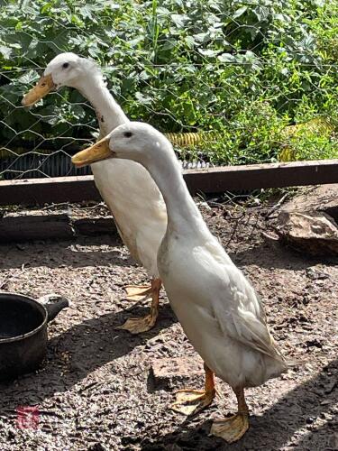 PAIR OF INDIAN RUNNER DUCKS BIDS PER LIFE