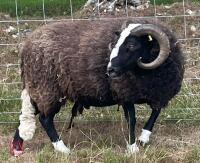 4YO BALWEN RAM
