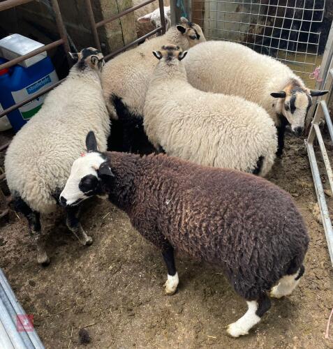 5 BADGER FACE & BALWEN STORE LAMBS BIDS PER LIFE