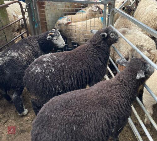 3 TEXEL X HERDWICK WETHER LAMBS BIDS PER LIFE