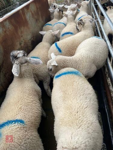 10 TEXEL X STORE LAMBS BIDS PER LIFE