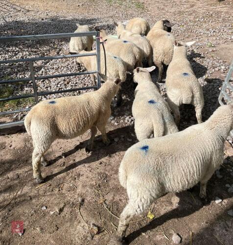 10 X 4MO TEXEL X STORE LAMBS BIDS PER LIFE