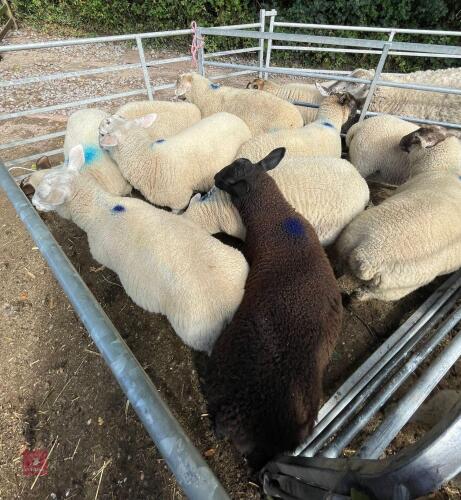 10 X 4MO TEXEL X STORE LAMBS BIDS PER LIFE