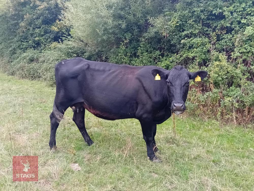 ABERDEEN ANGUS X COW & ANGUS X CALF BIDS FOR THE GROUP