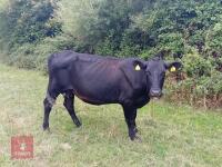ABERDEEN ANGUS X COW & ANGUS X CALF BIDS FOR THE GROUP