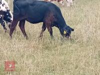 ABERDEEN ANGUS X COW & ANGUS X CALF BIDS FOR THE GROUP - 2