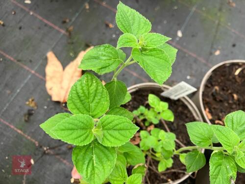 5 X SALVIA ELEGANS