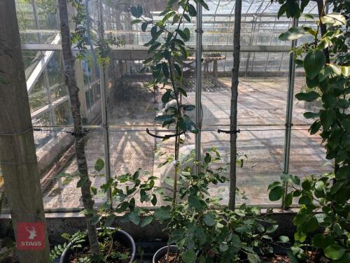 1 X AMELANCHIER LAMARCKII