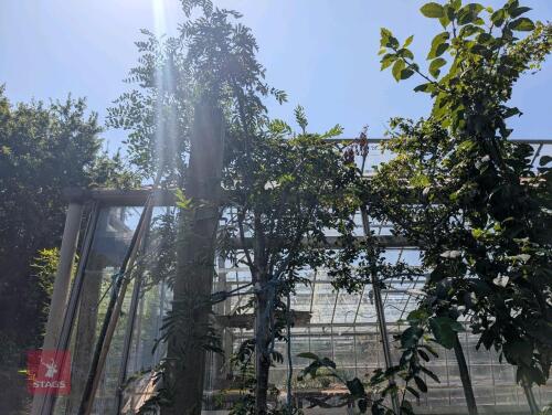 1 X SORBUS ACUPARIA MOUNTAIN ASH