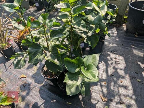 4 X SYRINGA VULGARIS