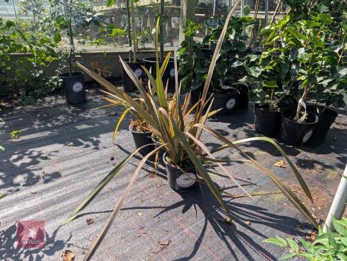 3 X PHORMIUM FLAMINGO