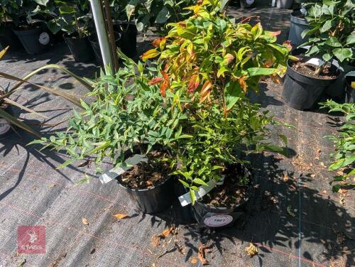 3 X NANDINA DOMESTICA MAGICAL LEMON LIME