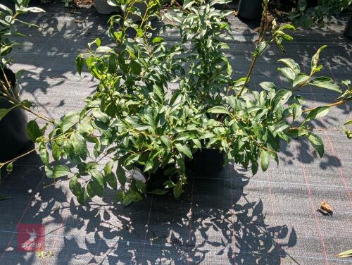 2 X FORSYTHIA WEEKEND COURTLYN FORSYTHIA