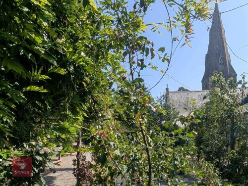 2 X COTONEASTER ROTHSCHILDIANUS