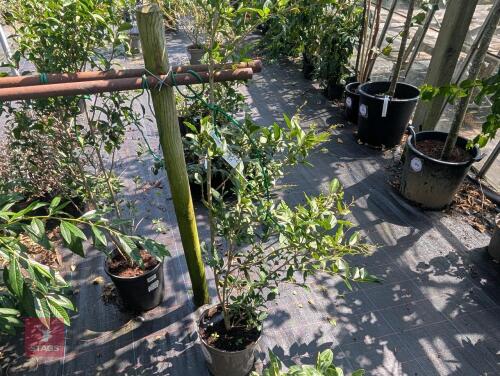 1 X LIGUSTRUM OVALIFOLIUM