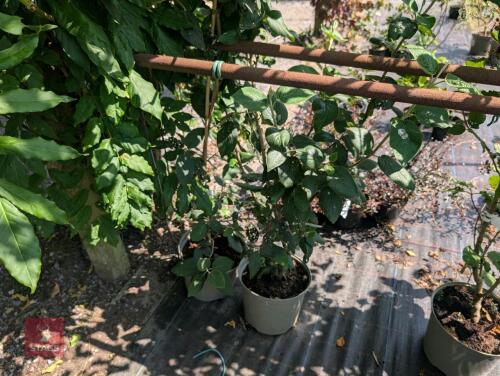 2 X VIBURNUM LANTANA WAYFARING TREE