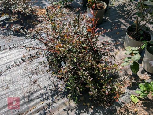 5 X BERBERIS THUNBERGII