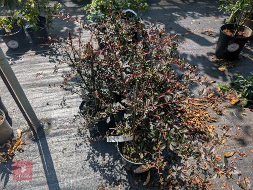 5 X BERBERIS THUNBERGII