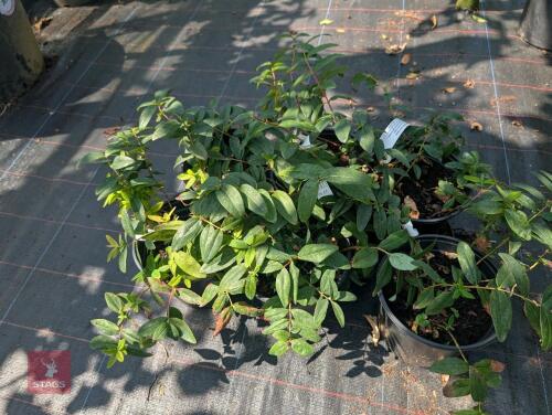 6 X HYPERICUM CALYCINUM ROSE OF SHARON