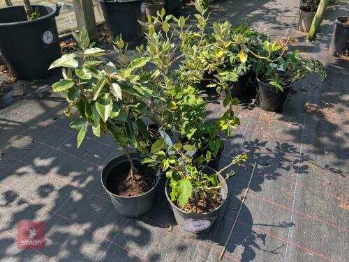 4 X MIXED PLANTS