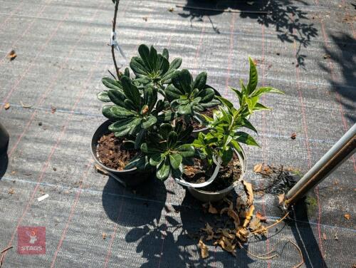 3 X MIXED PLANTS