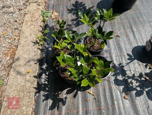 4 X AUCUBA JAPONICA ROZANNIE