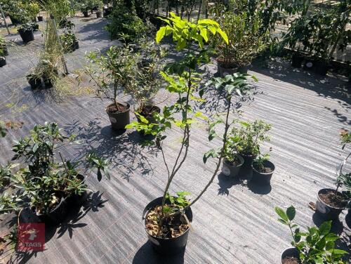 1 X MAHONIA AQUIFOLIUM