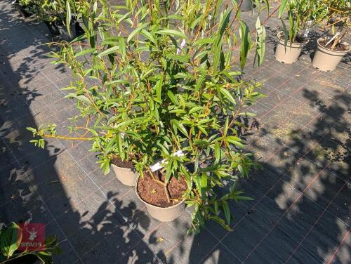 3 X SALIX ALBA BRITTZENSIS