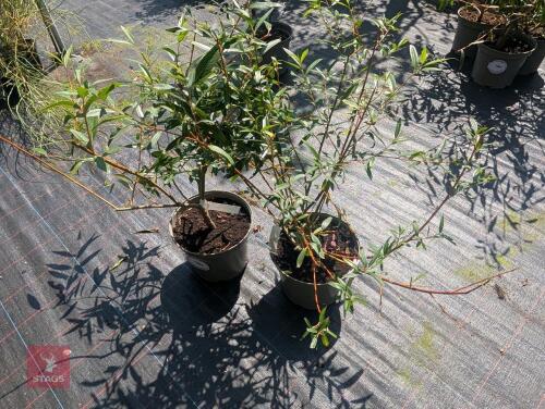 2 X SALIX ALBA BRITTZENSIS