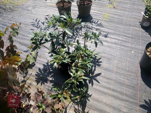 3 X SKIMMIA KEW GREEN