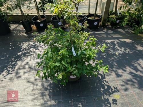 1 X STYRAX JAPONICA